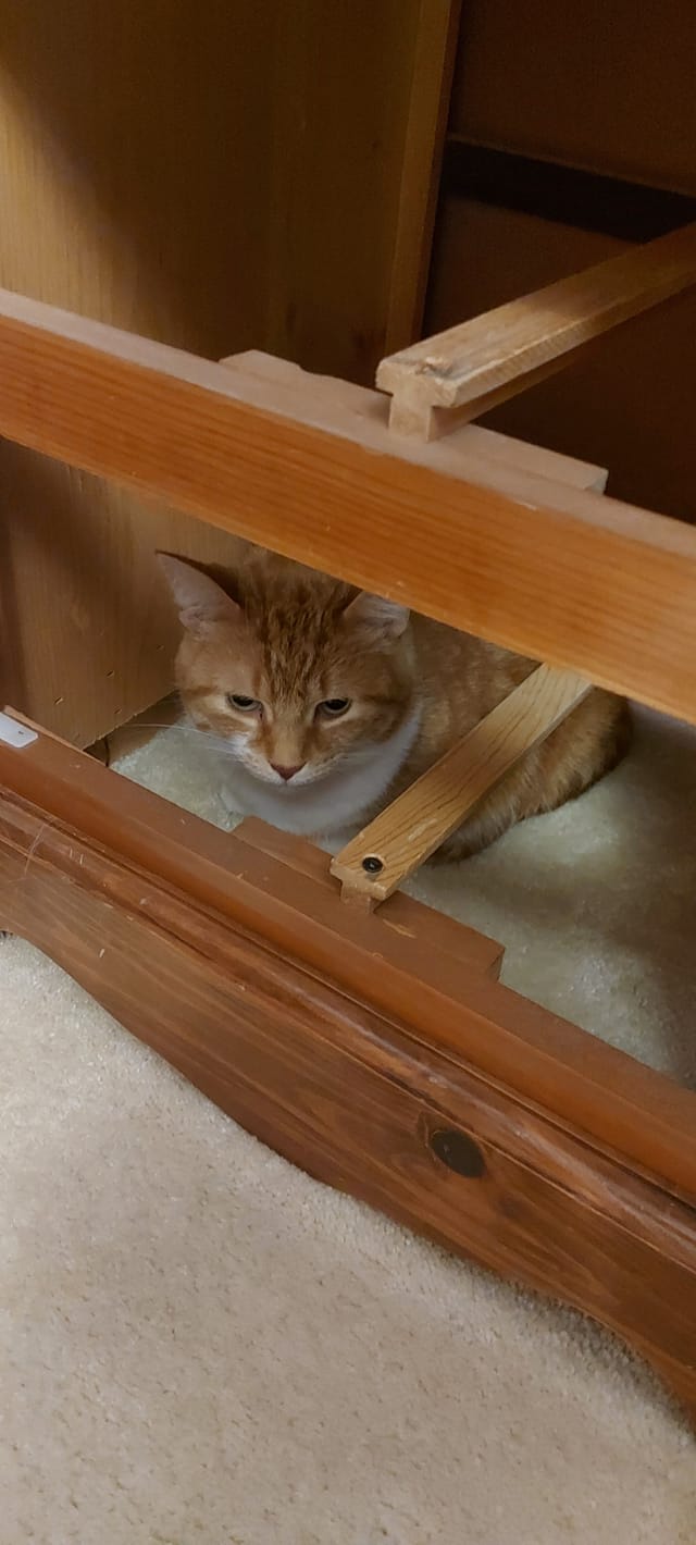 An orange cat sits in the space where drawers should be inside a side table